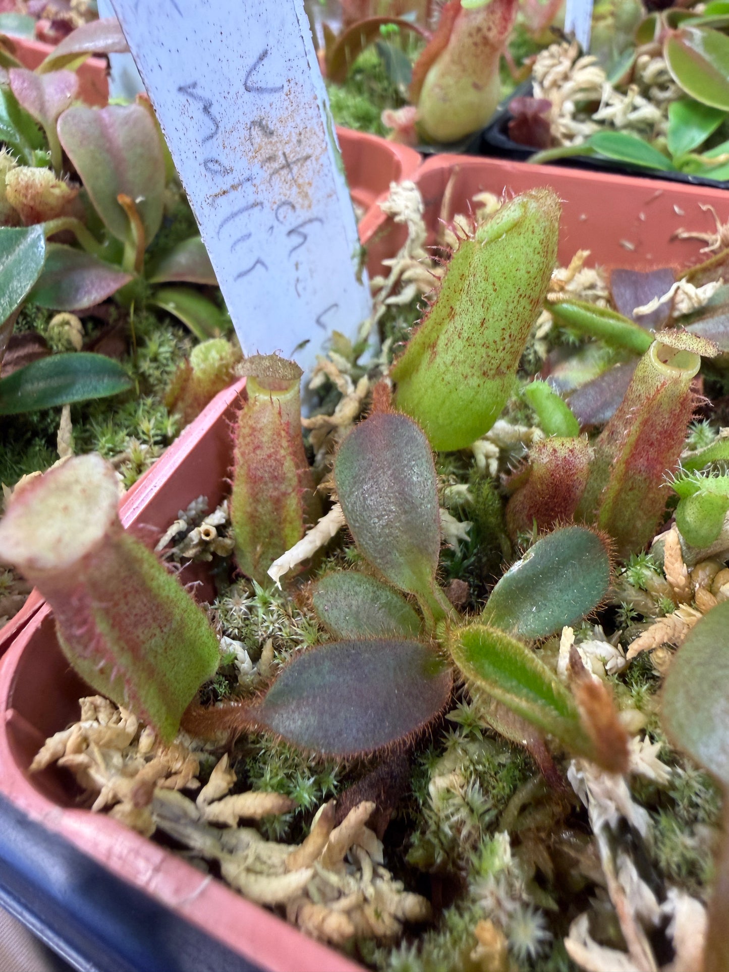 N125 Nepenthes veitchii Long Stripped x mollis (Shipped Bare-Root)