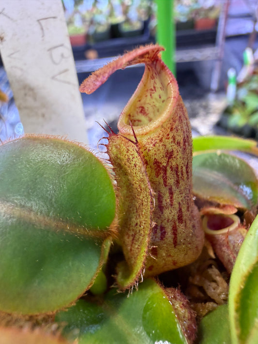 N106 Nepenthes [(lowii x veitchii) x boschiana] x (veitchii K) (Shipped Bare-Root)