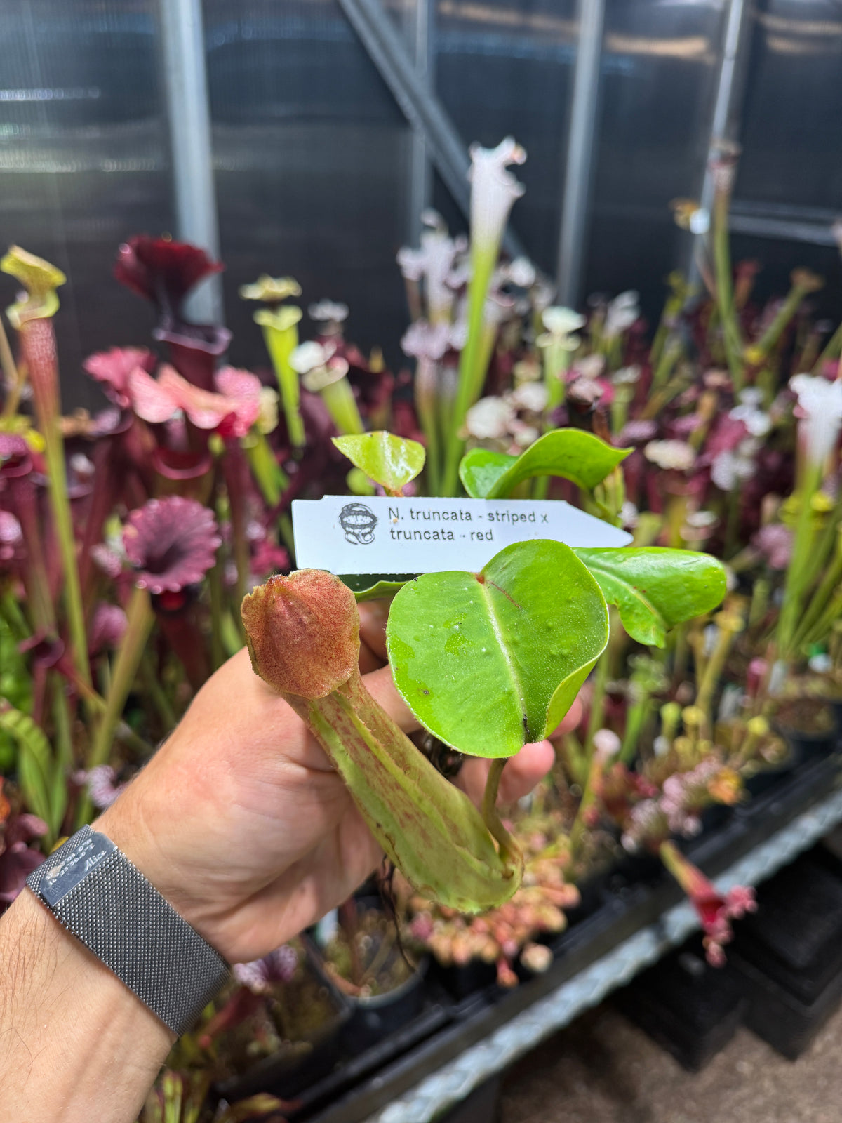 Nepenthes truncata striped x truncata Red NP128 seed grown, third photo