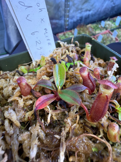 N70 Nepenthes (rajah x mira JH) x edwardsiana (Shipped Bare-Root)