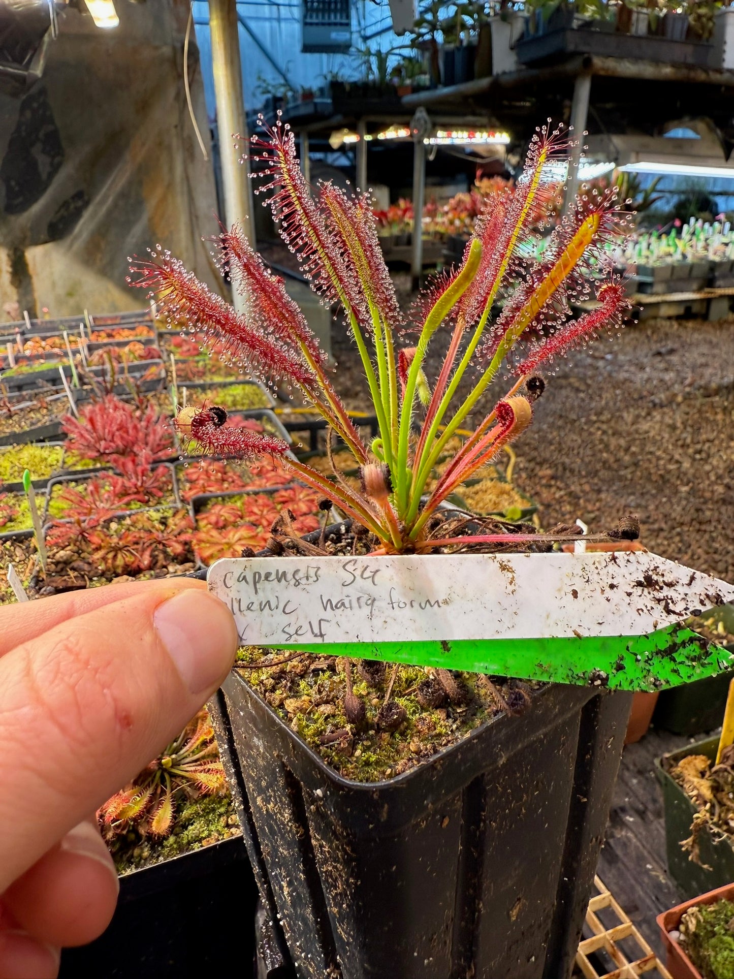 Drosera capensis "Ellenic Hairy Form" x self