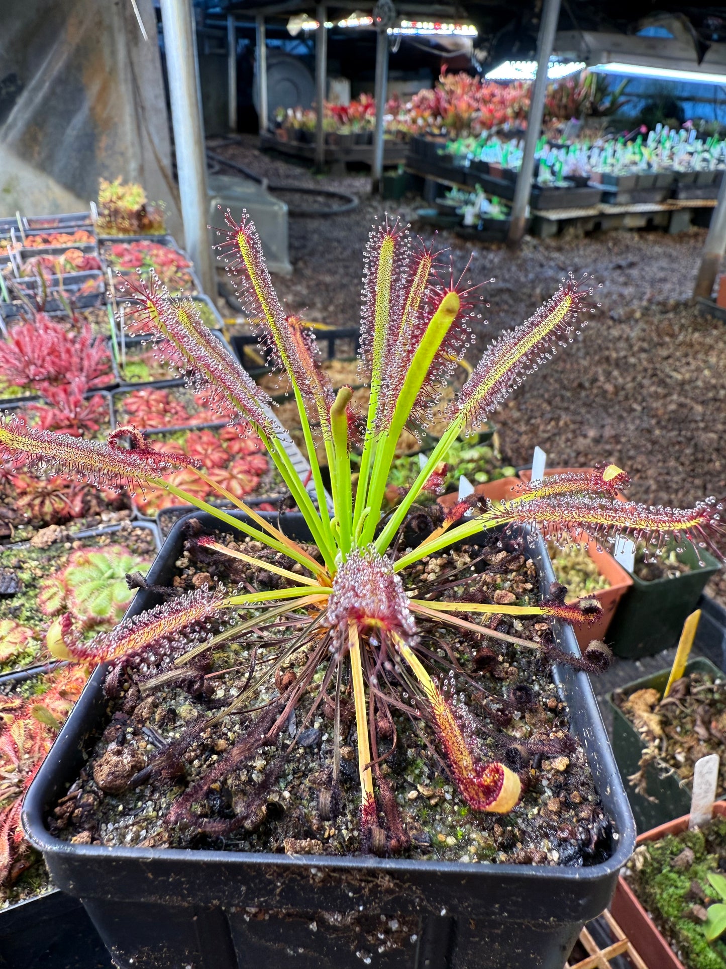 Drosera capensis Red Leaf with Glandular Hairs on Petals (Introduced in CPNL by Rob Gibson)