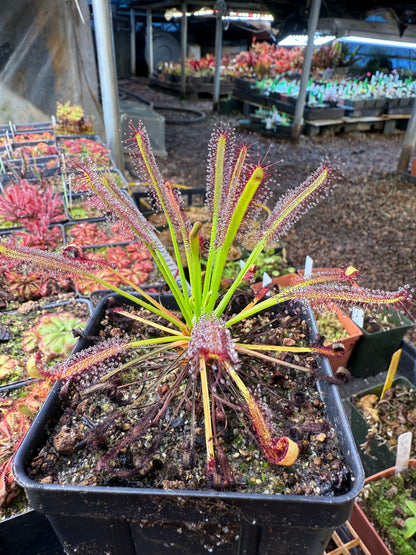 Drosera capensis Red Leaf with Glandular Hairs on Petals (Introduced in CPNL by Rob Gibson)