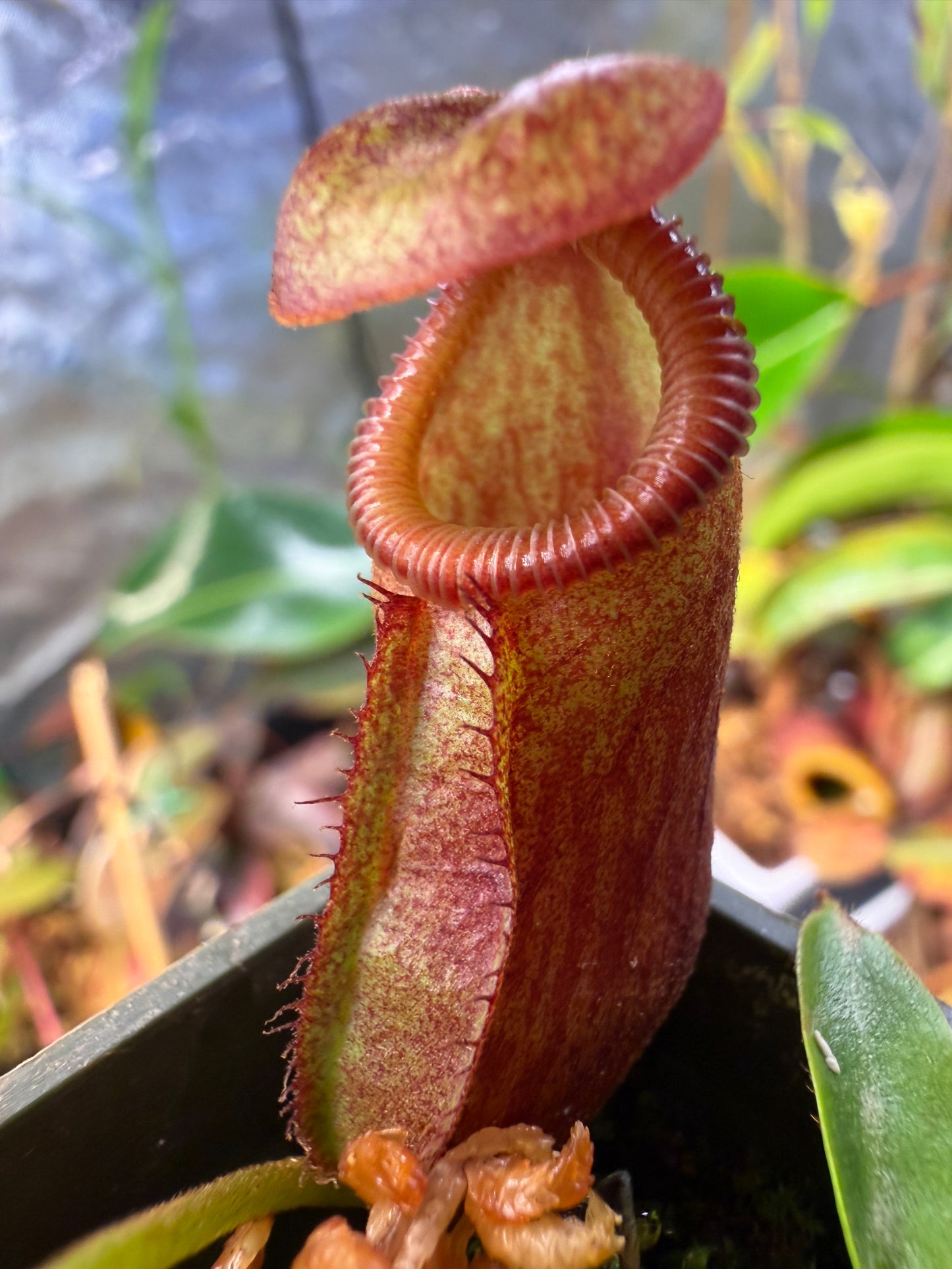 N66 Nepenthes mira x villosa (Shipped Bare-Root)