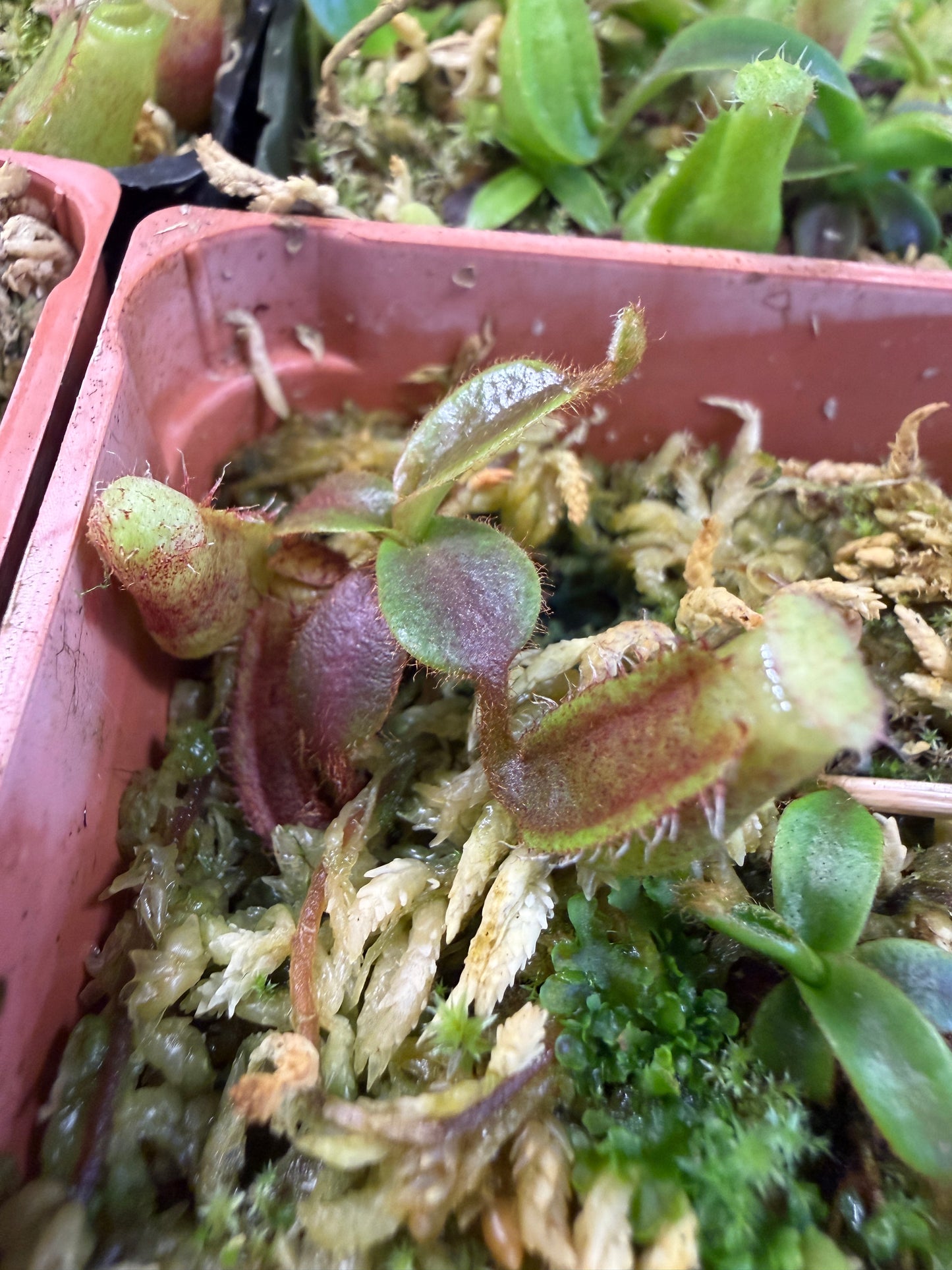 N126 Nepenthes [(lowii x veitchii) x boschiana] x veitchii Candy Dreams (Shipped Bare-Root)