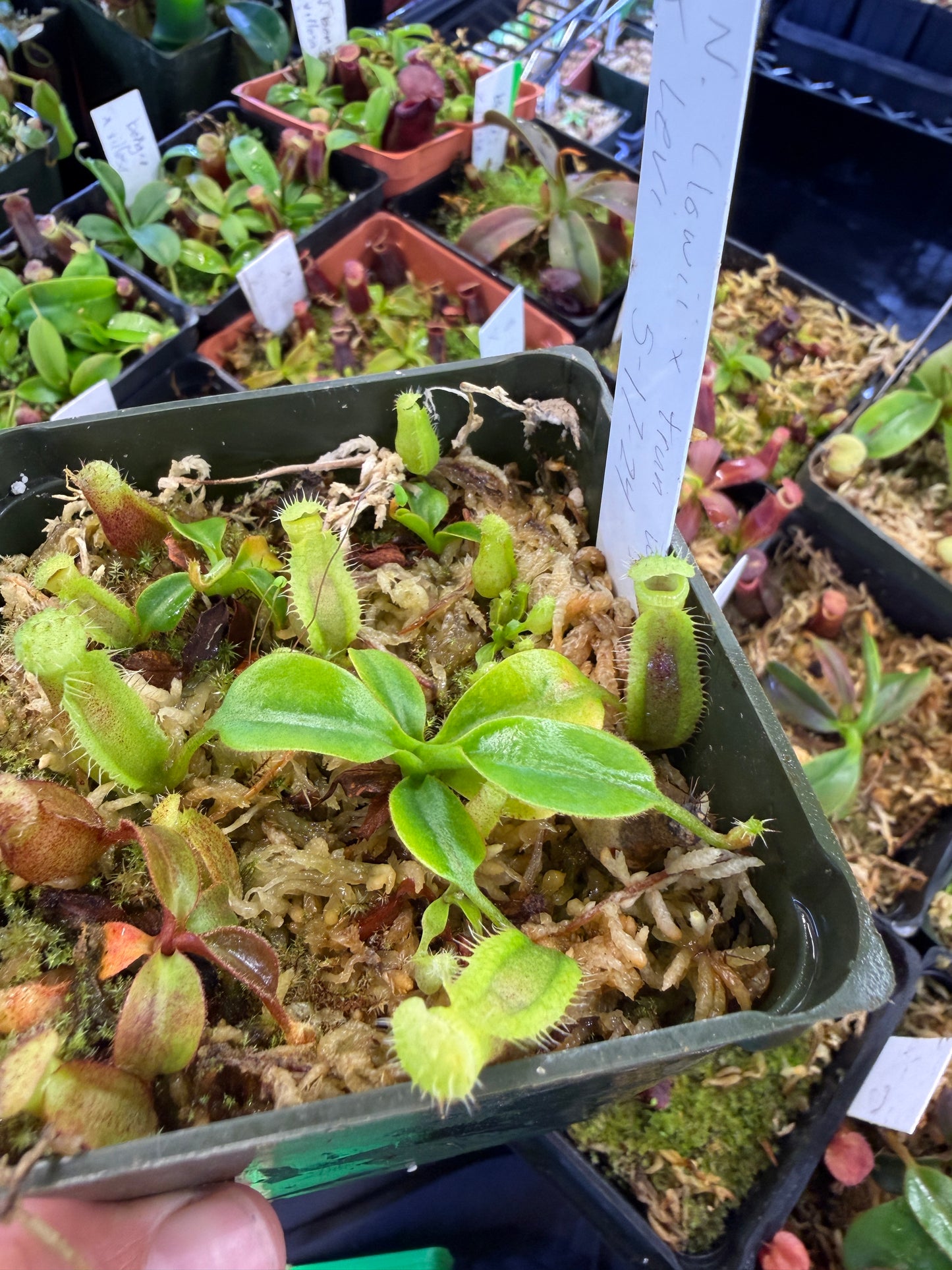 N94 Nepenthes (lowii x truncata Wide Peristome) x Leviathan (Shipped Bare-Root)