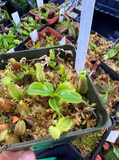 N94 Nepenthes (lowii x truncata Wide Peristome) x Leviathan (Shipped Bare-Root)