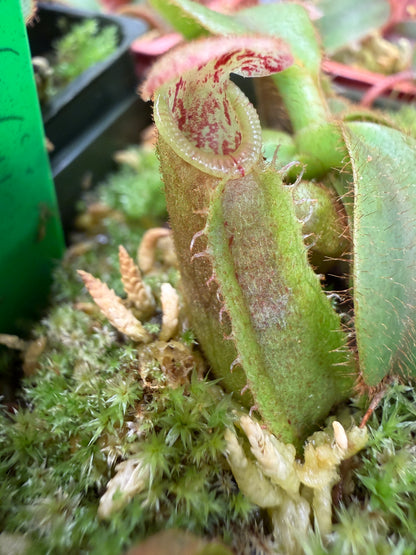 N123 Nepenthes veitchii x veitchii Candy Dreams (Shipped Bare-Root)