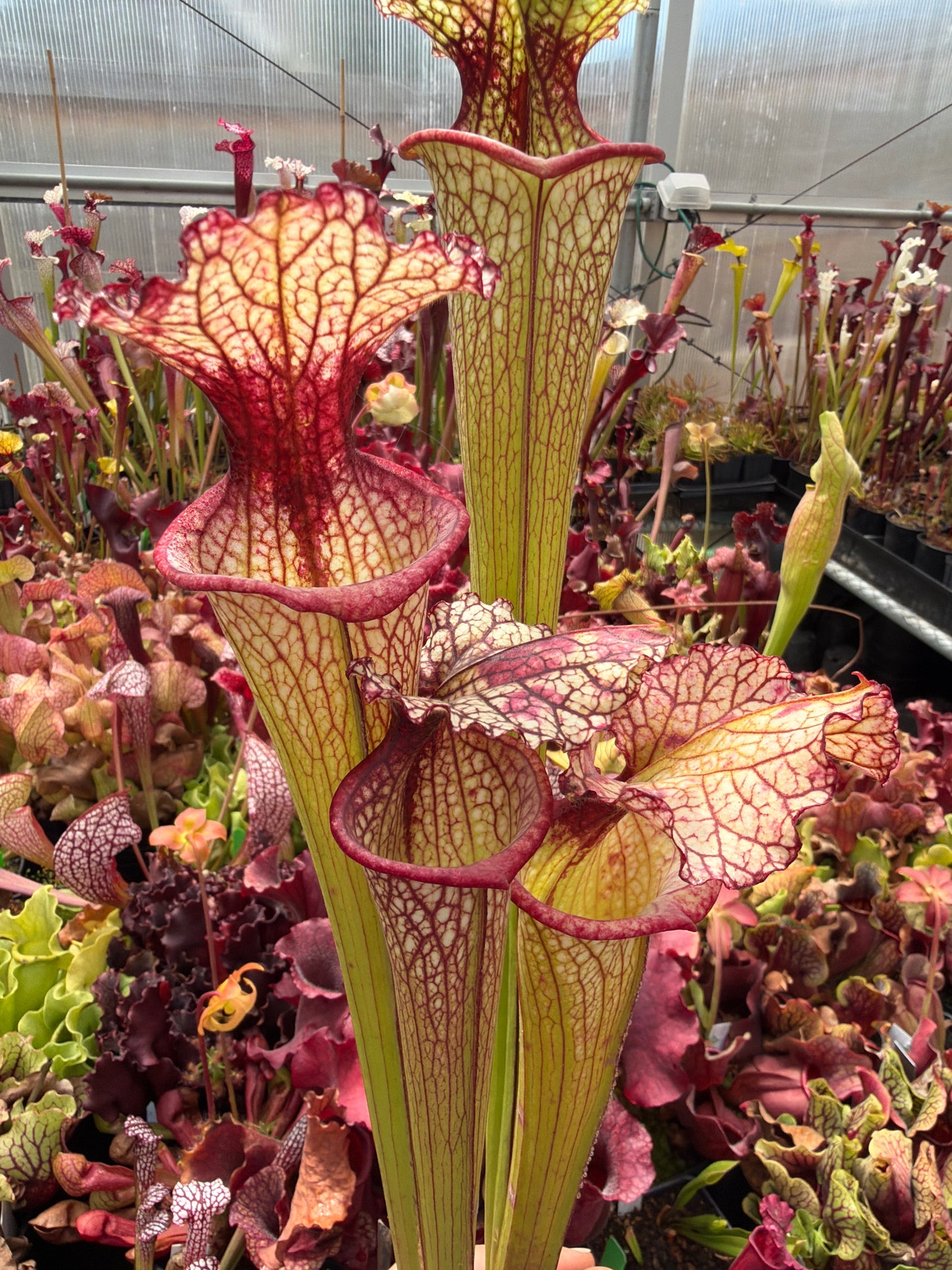 Sarracenia x moorei #10 Bob H. Property KCoe