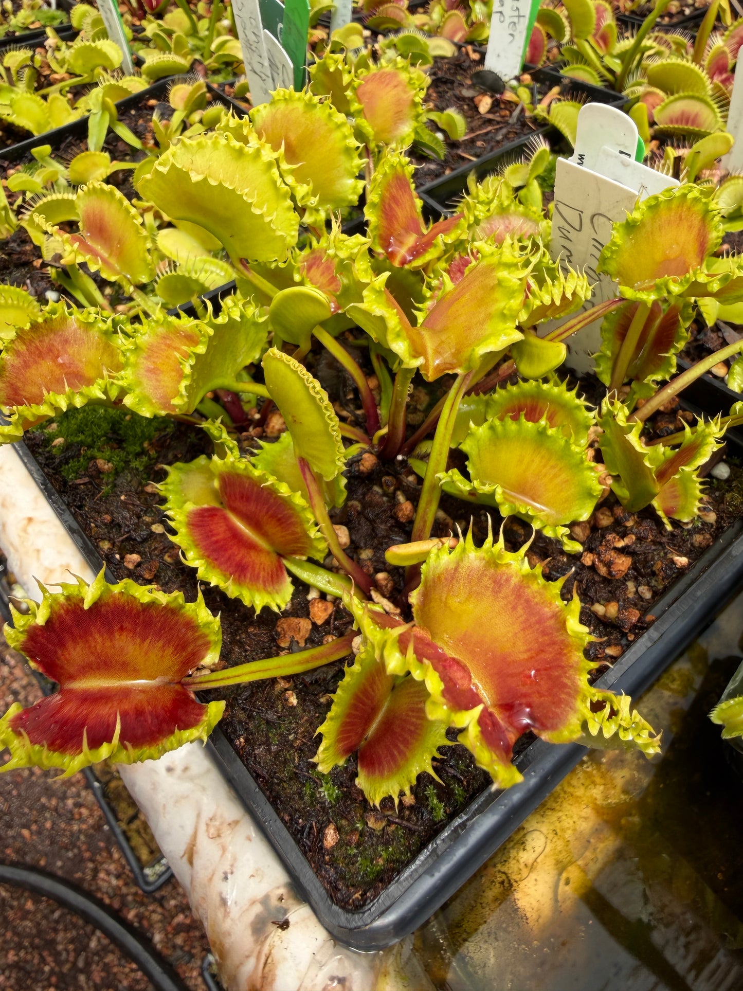 Dionaea muscipula Chinese Dumpling (Shipped Bare-Root)