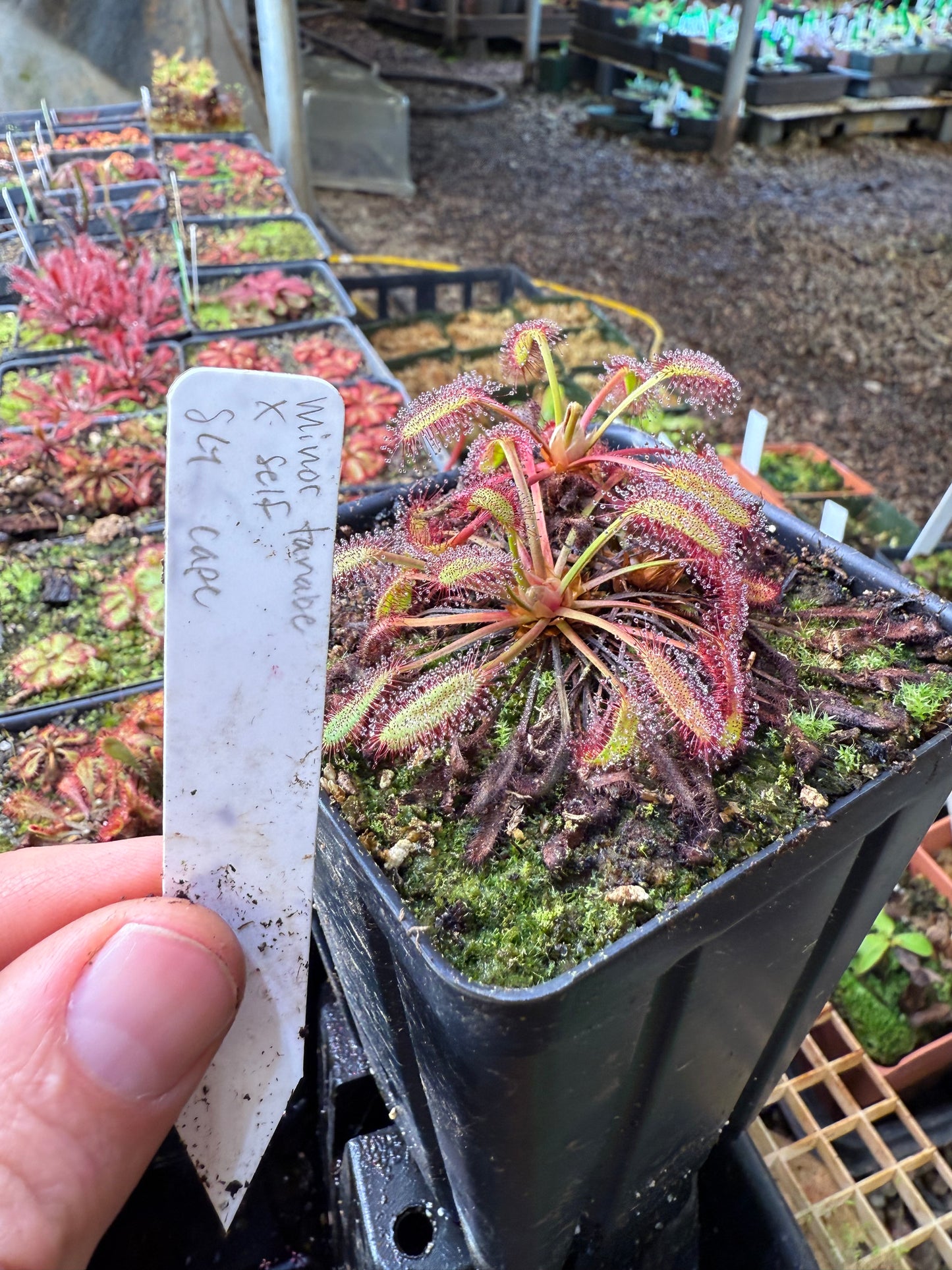 Drosera capensis Minor Tanabe x Self