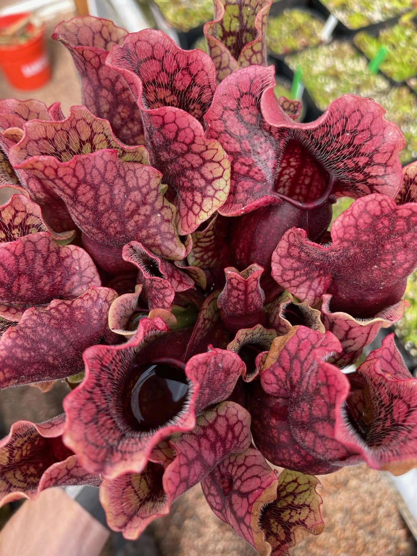 Sarracenia purpurea venosa Tattnall Co GA MW