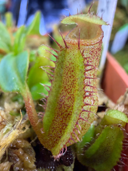 N103 Nepenthes maxima x edwardsiana (Shipped Bare-Root)
