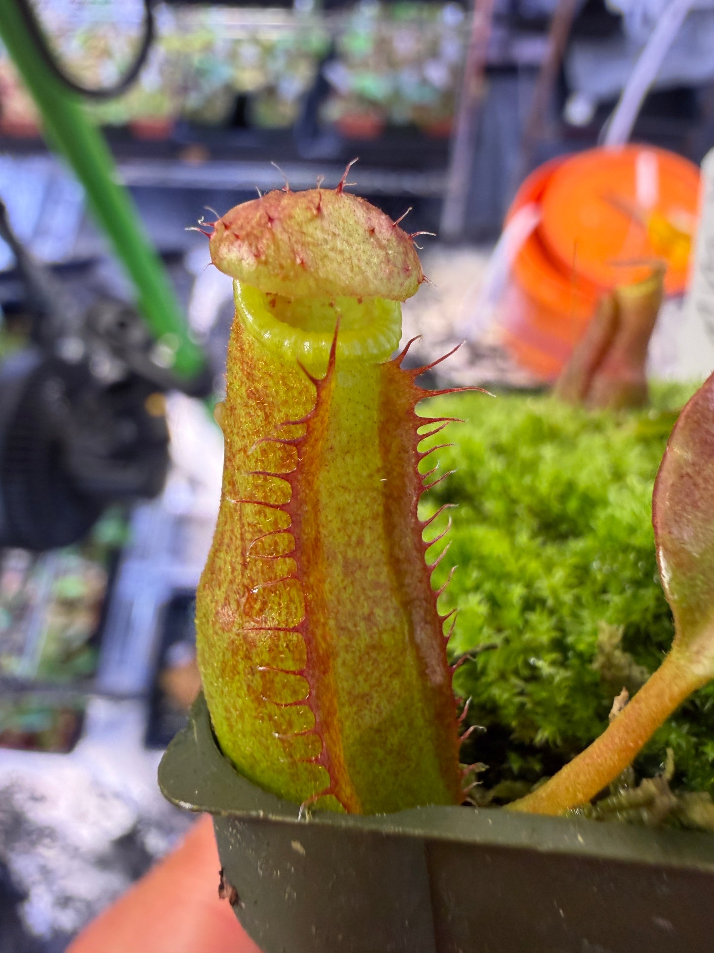 N113 Nepenthes Rokko Exotica x edwardsiana (Shipped Bare-Root)