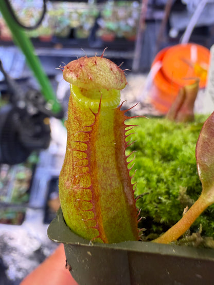 N113 Nepenthes Rokko Exotica x edwardsiana (Shipped Bare-Root)