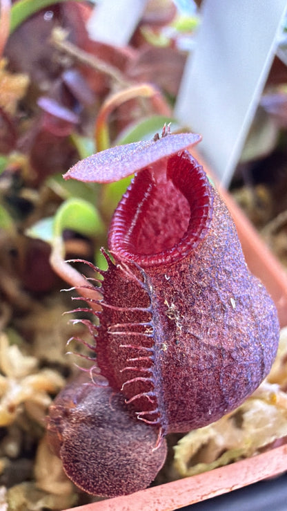 N110 Nepenthes diatas x aristolochioides (Shipped Bare-Root)
