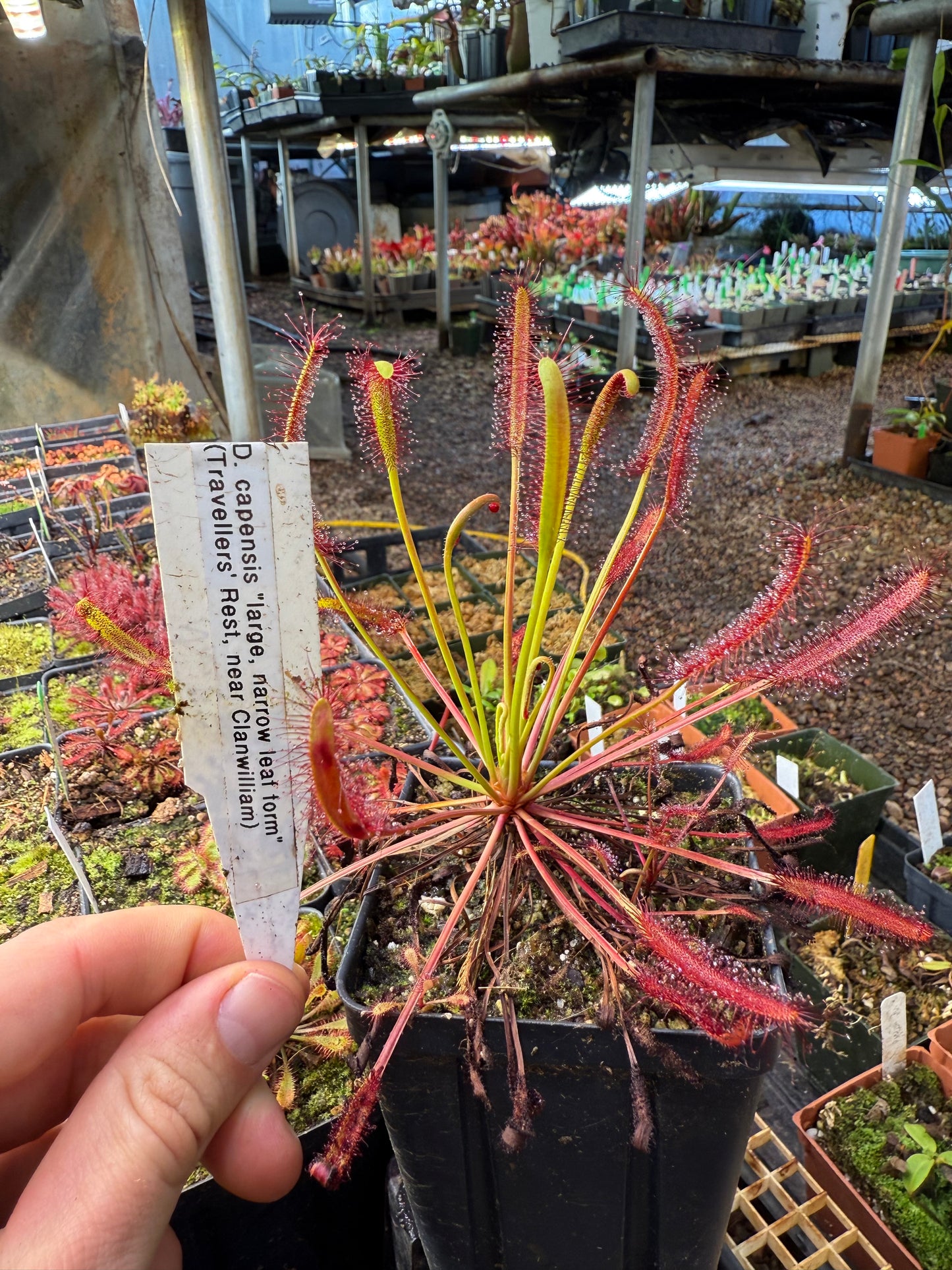 Drosera capensis Large Narrow Leaf Form (Travellers Rest, Near Clanwilliam)