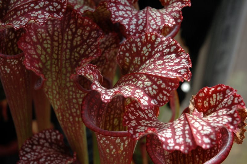 Sarracenia x Dan Winter