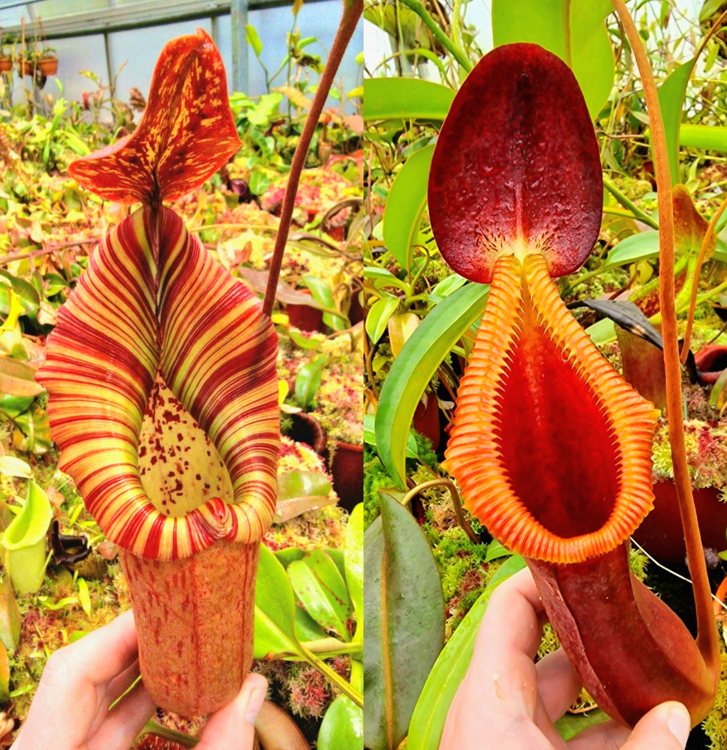 Nepenthes [truncata x (eymae x veitchii)] x trusmadiensis NP115 — Seed Grown