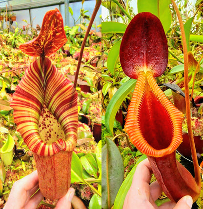 Nepenthes [truncata x (eymae x veitchii)] x trusmadiensis NP115 — Seed Grown
