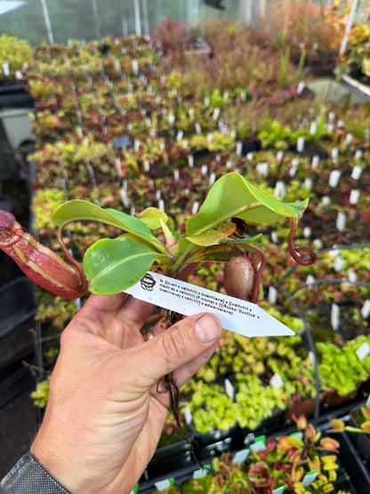 Nepenthes [(lowii x veitchii) x boschiana] x [(veitchii x maxima) x veitchii] (F-clone) x {[(Rokko 'Exotica' x boschiana) x veitchii] x edwardsiana} NP96 - Seed Grown (Shipped Bare Root)