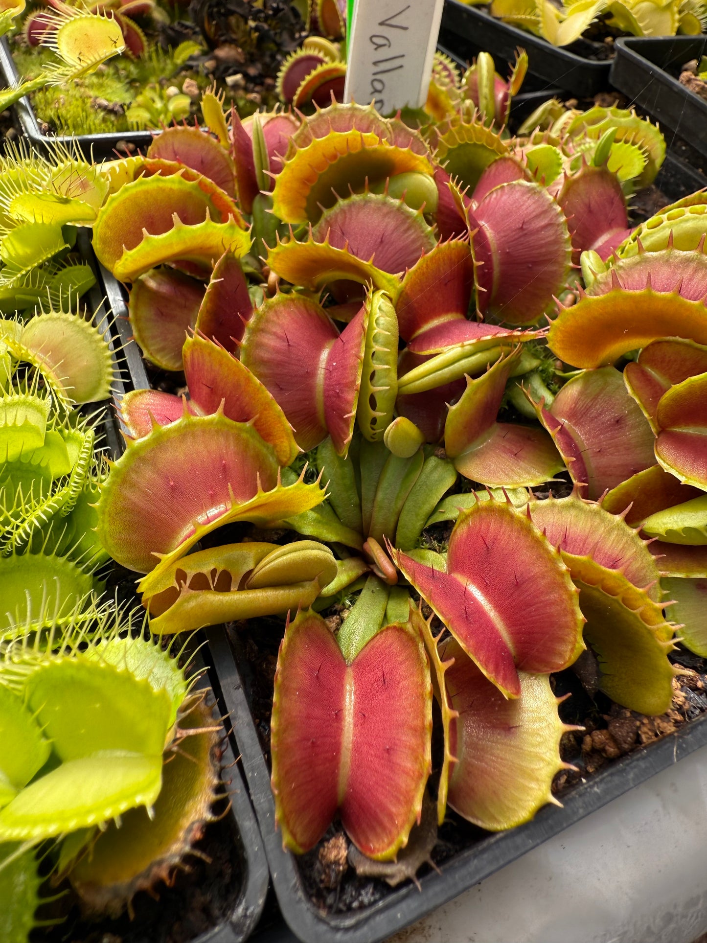 Dionaea muscipula Vallaria
