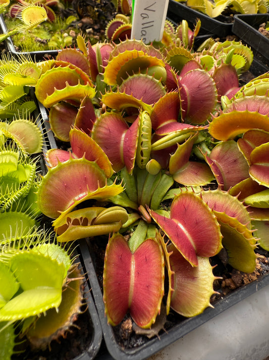 Dionaea muscipula Vallaria