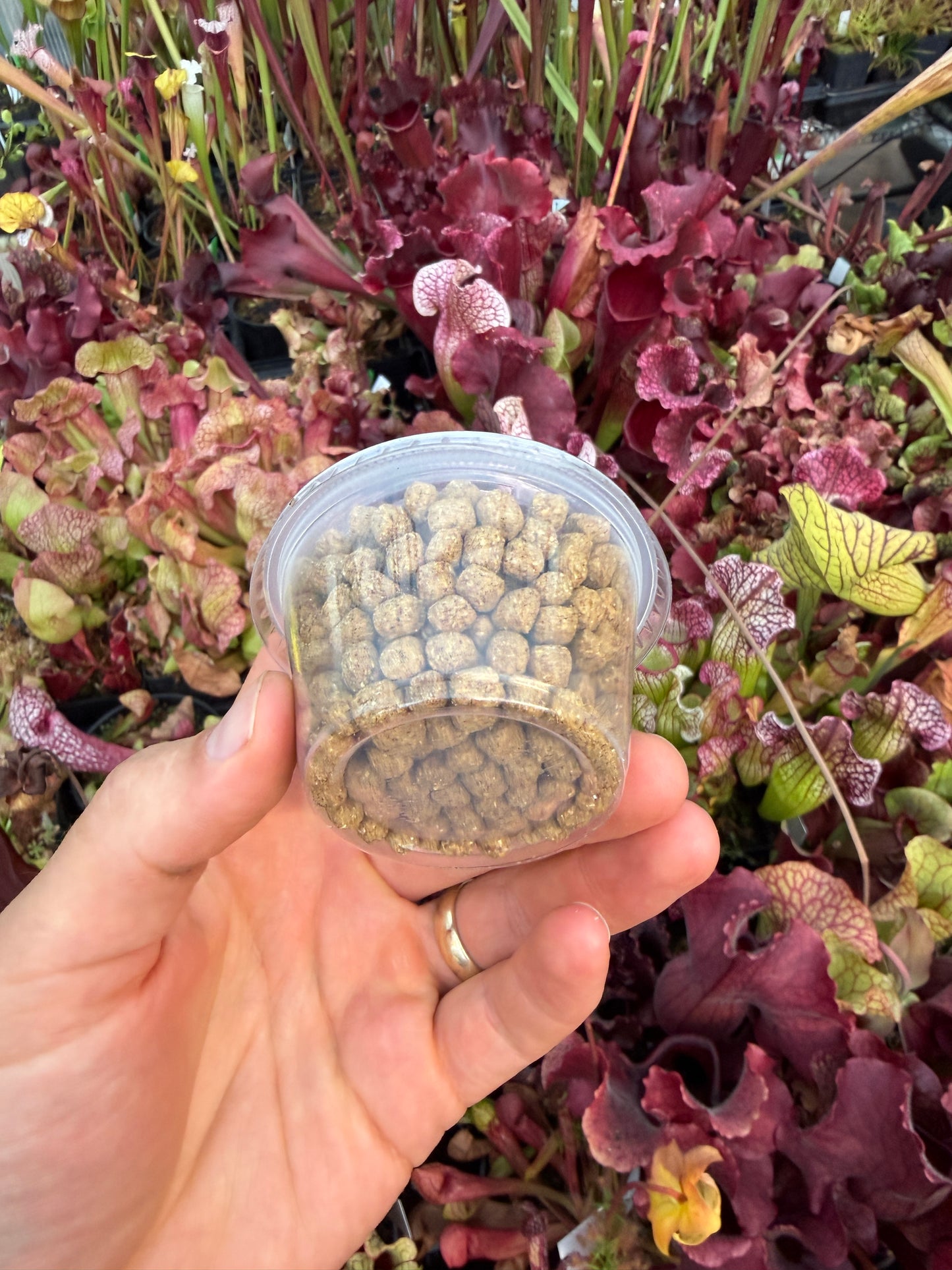 Large Fish Pellets, 4oz Cup, Great for Feeding Medium to Large Nepenthes, Heliamphora, and Sarracenia