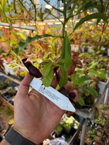 Nepenthes [(lowii x veitchii) x boschiana] x [(veitchii x maxima) x veitchii] (selected plant in 2019) x [(lowii x veitchii) x campanulata] NP100 - Seed Grown (Shipped Bare Root)