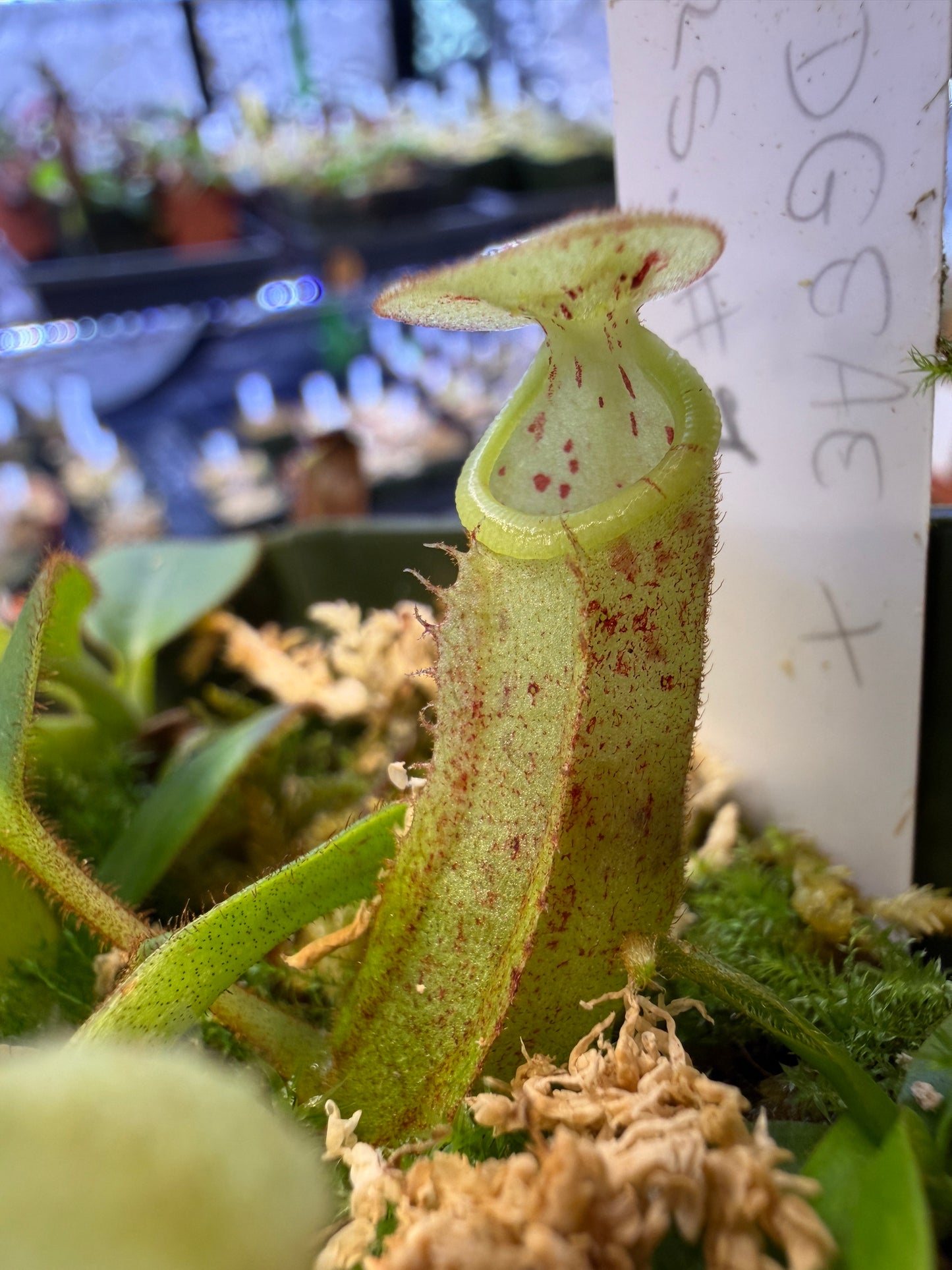 N117 Nepenthes burbidgeae x Porcelana #1 (Shipped Bare-Root)