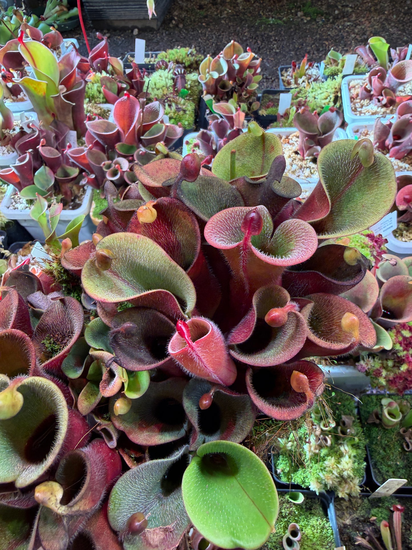 Heliamphora minor var. pilosa AW Clone #12