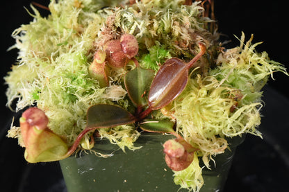 Nepenthes truncata x Leviathan (Seed Grown) Small