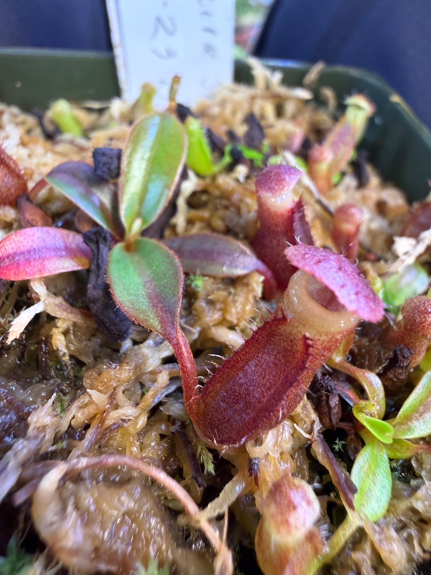 N70 Nepenthes (rajah x mira JH) x edwardsiana (Shipped Bare-Root)