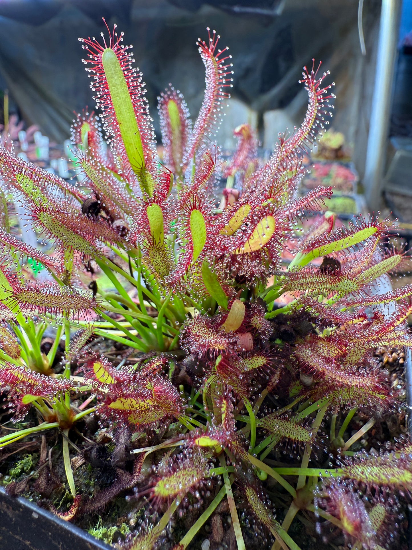 Drosera capensis Roadside Seepage Along R301 Bainskloof