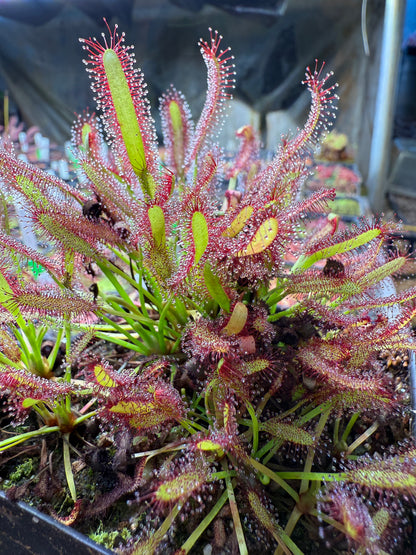 Drosera capensis Roadside Seepage Along R301 Bainskloof