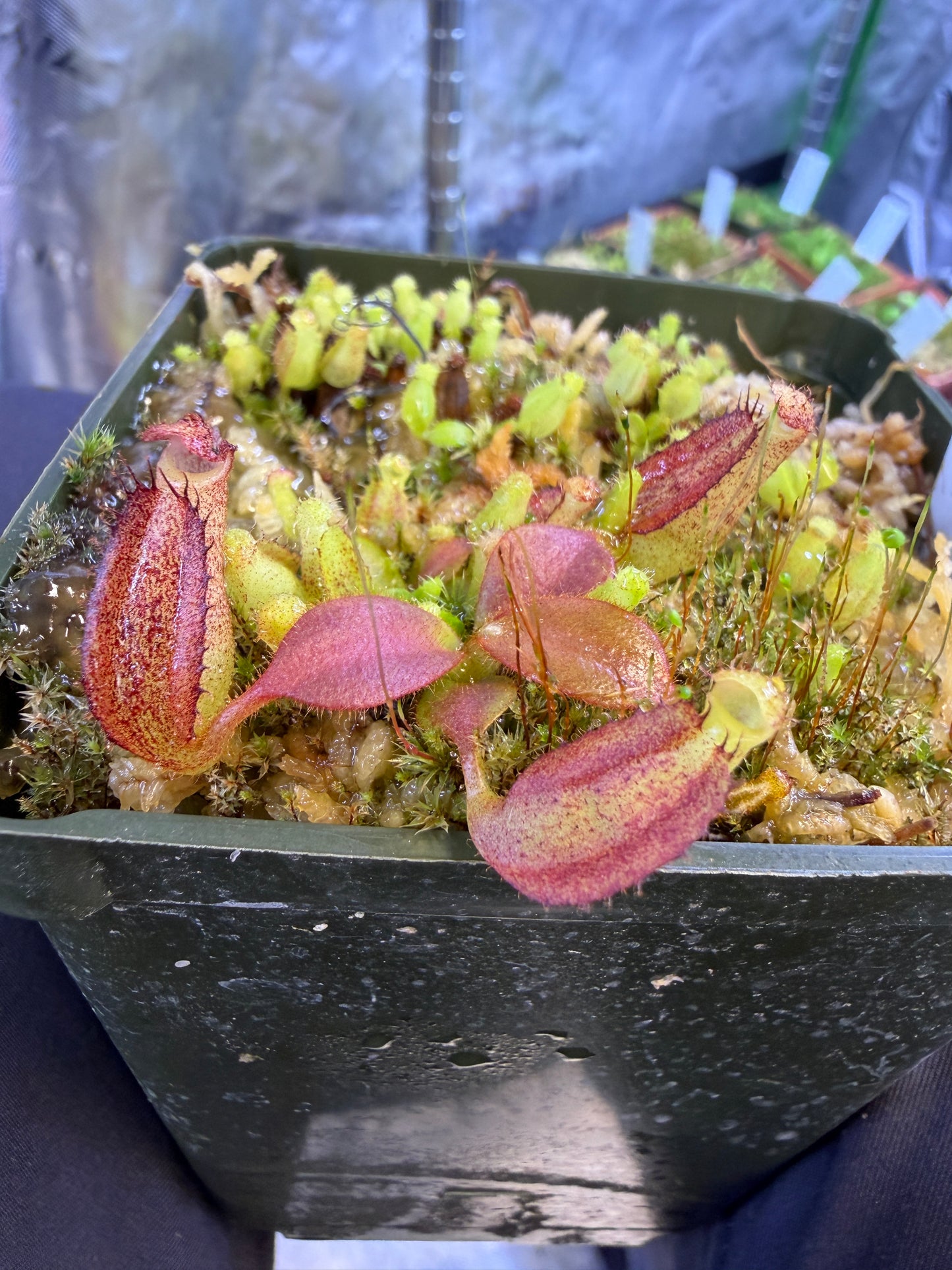 N61 Nepenthes Whisper x mollis (Shipped Bare-Root)