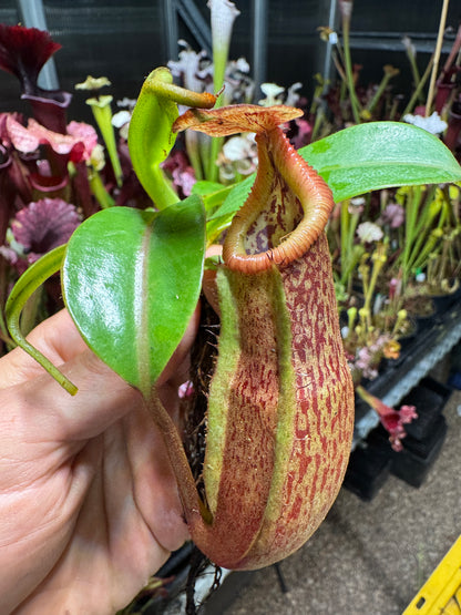 Nepenthes (talangensis x glandulifera) x edwardsiana NP137 - Seed Grown (Shipped Bare Root)