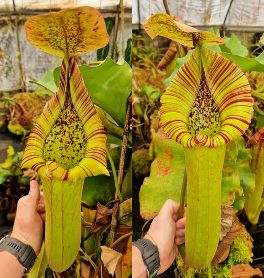 Nepenthes truncata - Squat EP x truncata (c), Giant Striped NP131 - Seed Grown