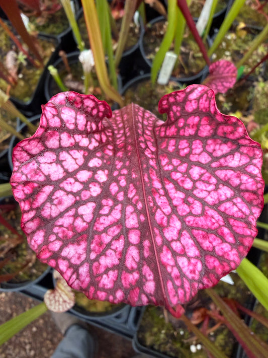 Sarracenia x Moorei Phil Favorite (Shipped Bare-Root)