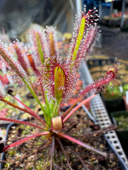 Drosera capensis "Ellenic Hairy Form" x self