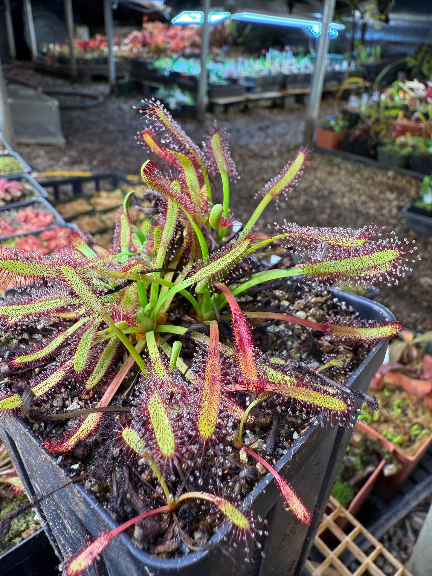 Drosera capensis Hex River Mtns, Matroosberg Ellenic