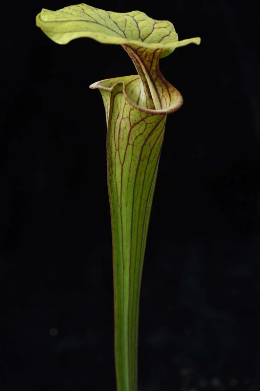Sarracenia flava atropurpurea FC 32 Andrew M