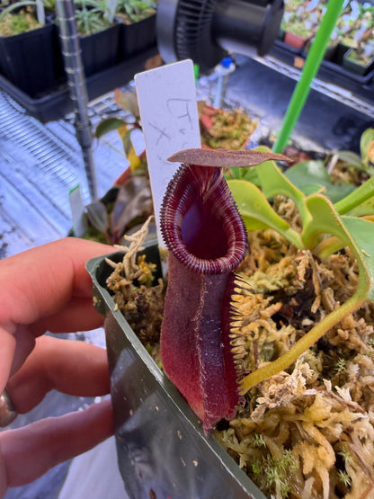 Specimen Nepenthes (truncata x ephippiata) x lowii (Shipped Bare-Root)