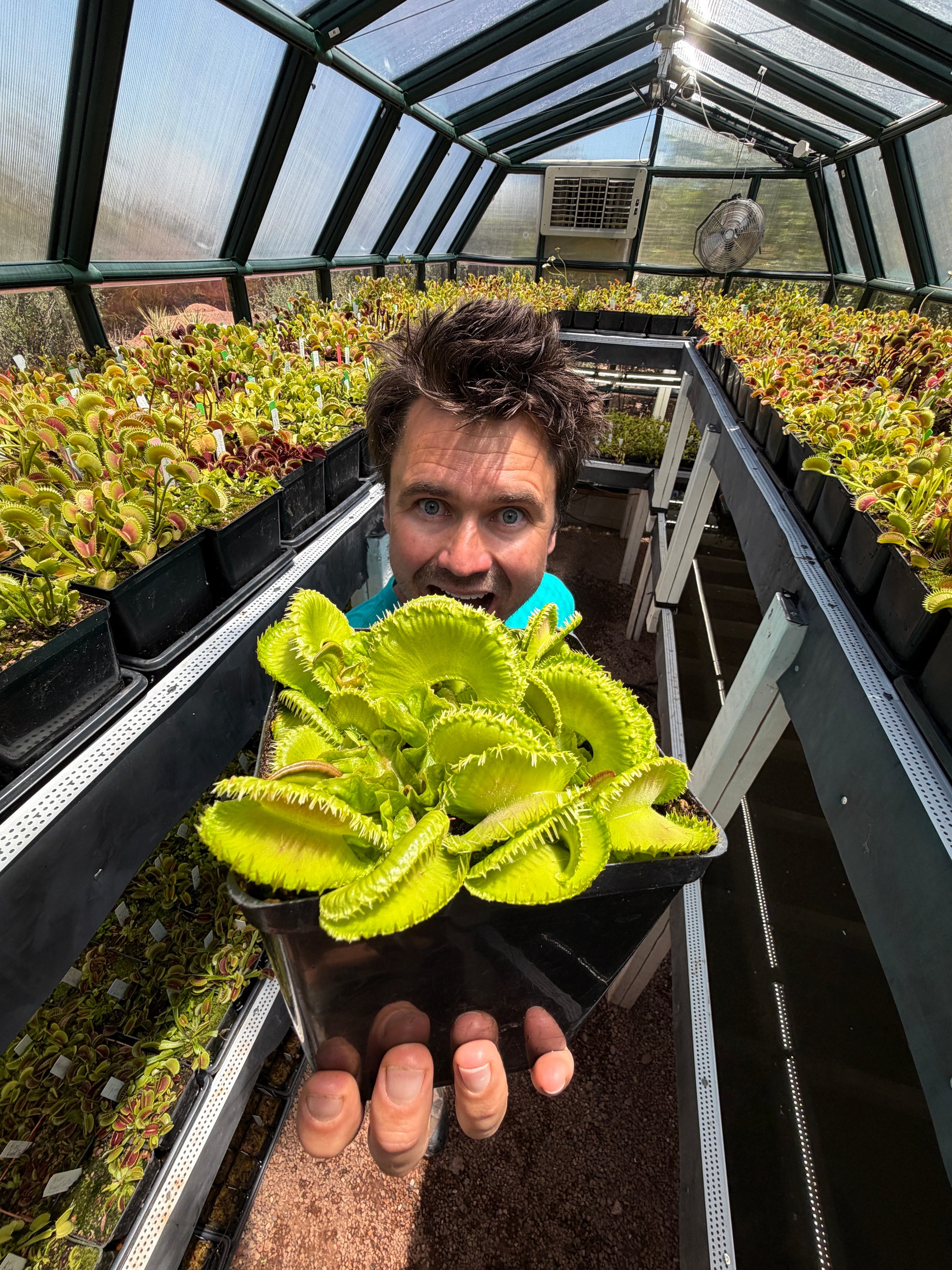 Dionaea muscipula GJ Montecore
