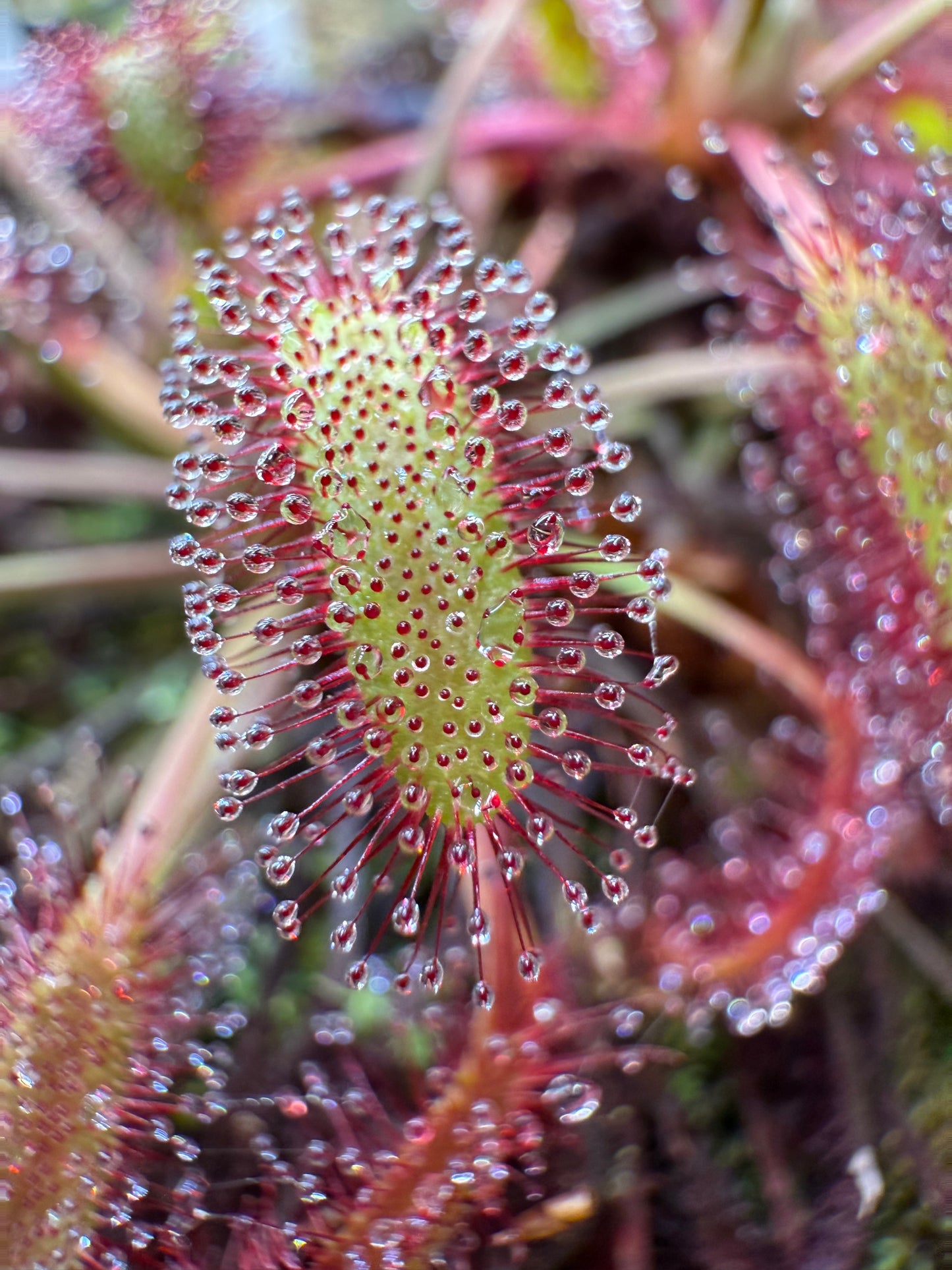 Drosera capensis Minor Tanabe x Self
