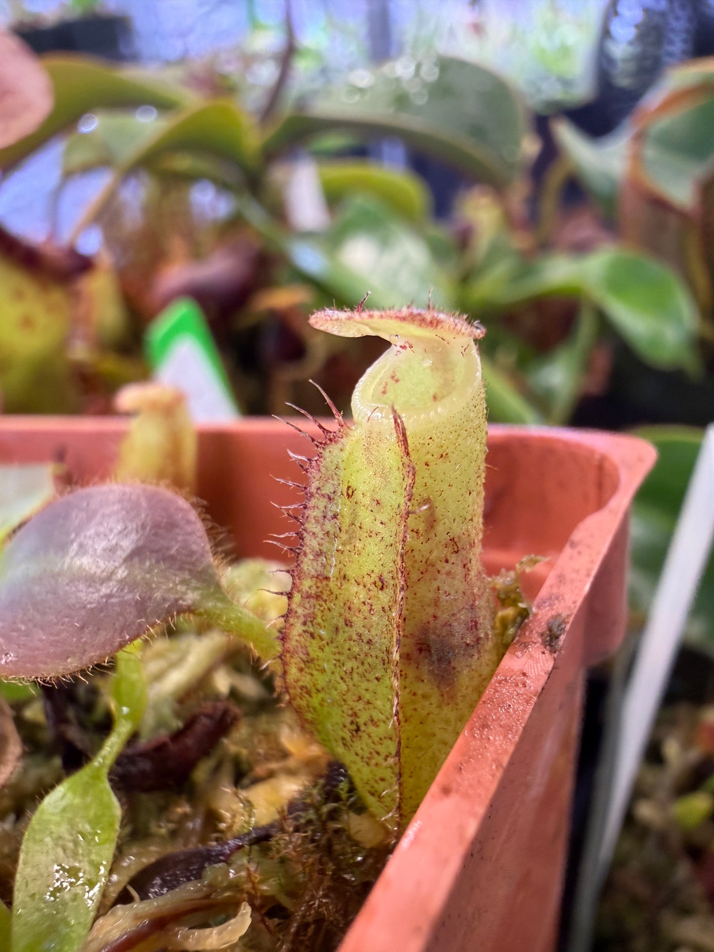 N89 Nepenthes (veitchii x boschiana) x (truncata x spectabilis) (Shipped Bare-Root)