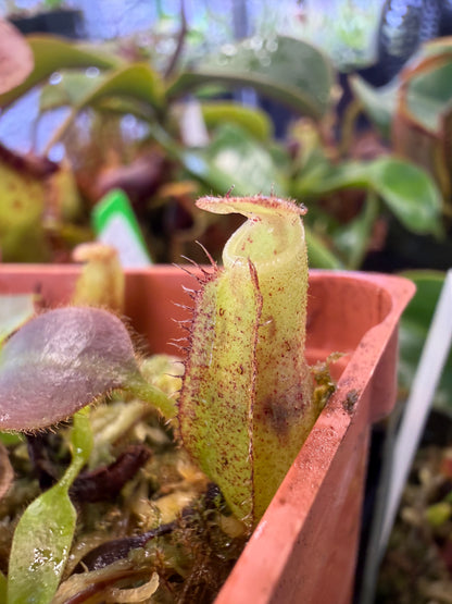 N89 Nepenthes (veitchii x boschiana) x (truncata x spectabilis) (Shipped Bare-Root)