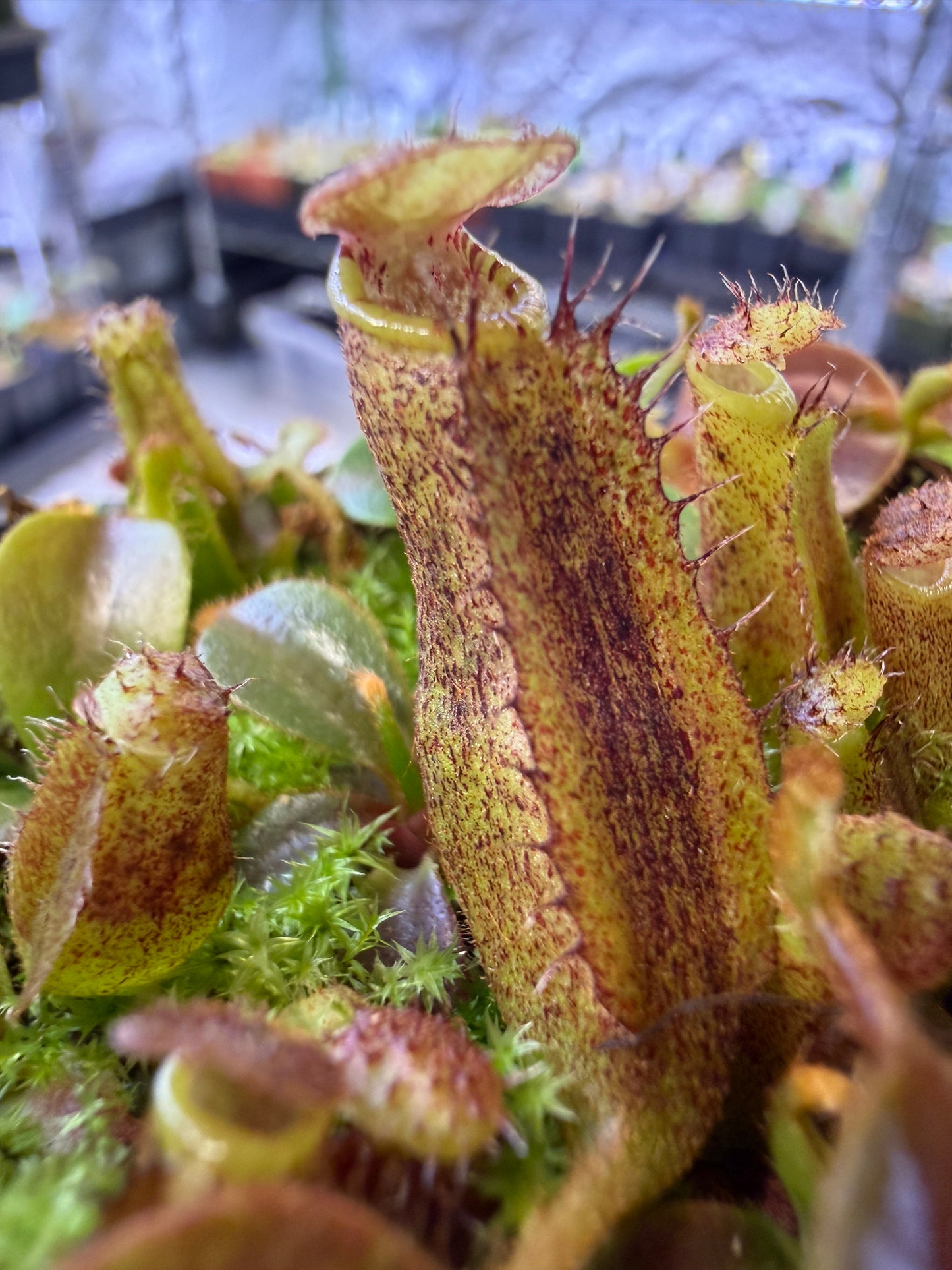 N121 Nepenthes [(lowii x veitchii) x boschiana] x mollis (Shipped Bare-Root)