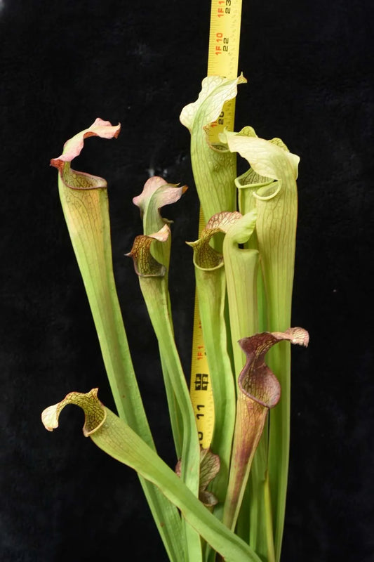 Sarracenia alata Tyler Co, TX Mike Howlett