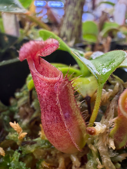 N102 Nepenthes (bicalcarata x campanulata) x lowii (Shipped Bare-Root)